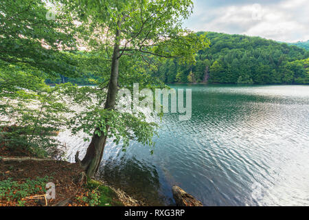 Lo splendido paesaggio vicino al lago tra bosco di faggio con grande albero sulla riva. nuvoloso paesaggio estivo nel pomeriggio. La posizione della Slovacchia, vihorlat. Foto Stock