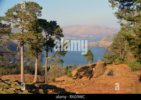 Ullswater dalla pineta vicino al vertice di Keldas est del Wainwright Birkhouse Moor nel Parco Nazionale del Distretto dei Laghi, Cumbria, England, Regno Unito Foto Stock