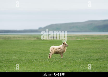 White Islanda pecore al pascolo. Campo con erba verde. Vista di Cape Dyrholaey sulla costa meridionale, non lontano dal villaggio di Vik Foto Stock