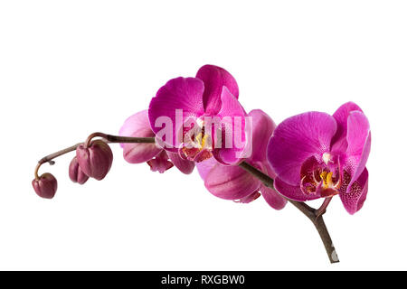 Ramo isolato di orchidea, percorso di clipping incluso Foto Stock