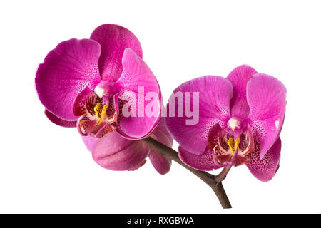 Ramo di orchidee, isolato su bianco, percorso di clipping incluso Foto Stock