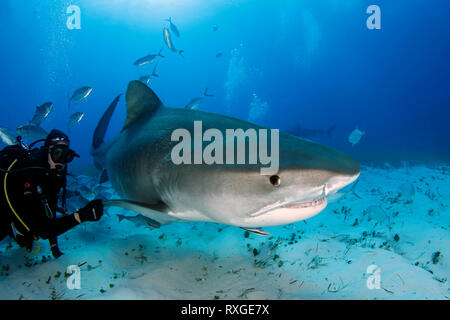 Tiger Shark (Galeocerdo cuvier) Nuoto da strettamente. Tiger Beach, Bahamas Foto Stock