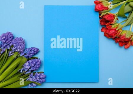 Tulipani rossi e giacinto blu fiori come presente scheda su uno sfondo blu con copyspace. Foto Stock