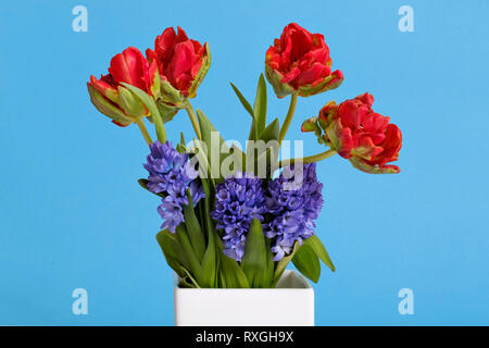 Tulipani rossi e giacinto blu fiori in vaso bianco su sfondo colorato. Bouquet floreale per dono in un anniversario o compleanno. Foto Stock