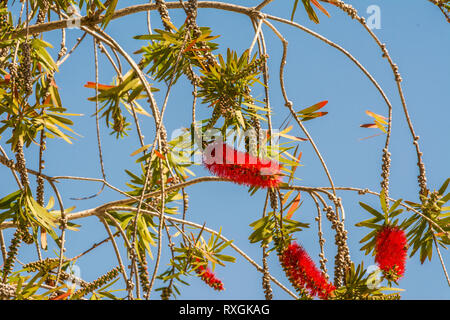 Un peloso fiore rosso sulla struttura ad albero Foto Stock