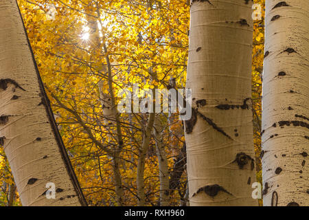 Monte Aspen trees (Populus tremuloides) nella loro caduta delle foglie, Inyo National Forest, California, Stati Uniti. Foto Stock