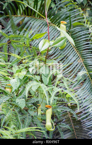 Pianta brocca, Nepenthes distillatoria, un lanciatore tropicale pianta endemica di Sri Lanka, riserva forestale di Sinharaja, Sinharaja Parco Nazionale dello Sri Lanka Foto Stock