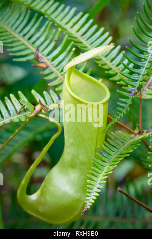 Pianta brocca, Nepenthes distillatoria, un lanciatore tropicale pianta endemica di Sri Lanka, riserva forestale di Sinharaja, Sinharaja Parco Nazionale dello Sri Lanka Foto Stock