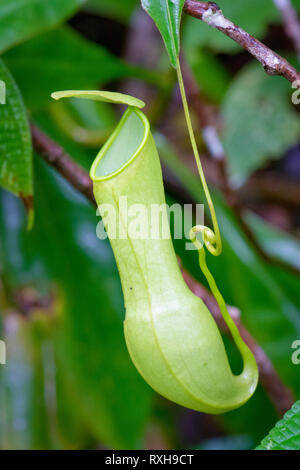 Pianta brocca, Nepenthes distillatoria, un lanciatore tropicale pianta endemica di Sri Lanka, riserva forestale di Sinharaja, Sinharaja Parco Nazionale dello Sri Lanka Foto Stock