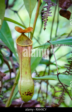 Pianta brocca, Nepenthes distillatoria, un lanciatore tropicale pianta endemica di Sri Lanka, riserva forestale di Sinharaja, Sinharaja Parco Nazionale dello Sri Lanka Foto Stock