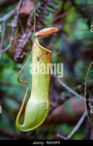 Pianta brocca, Nepenthes distillatoria, un lanciatore tropicale pianta endemica di Sri Lanka, riserva forestale di Sinharaja, Sinharaja Parco Nazionale dello Sri Lanka Foto Stock