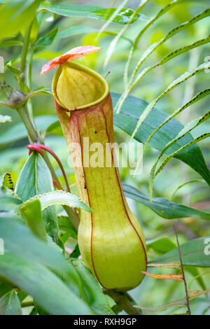 Pianta brocca, Nepenthes distillatoria, un lanciatore tropicale pianta endemica di Sri Lanka, riserva forestale di Sinharaja, Sinharaja Parco Nazionale dello Sri Lanka Foto Stock