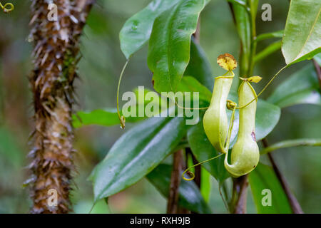 Pianta brocca, Nepenthes distillatoria, un lanciatore tropicale pianta endemica di Sri Lanka, riserva forestale di Sinharaja, Sinharaja Parco Nazionale dello Sri Lanka Foto Stock