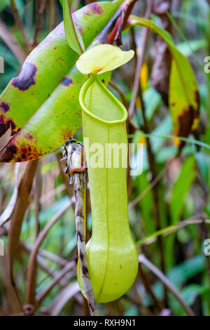 Pianta brocca, Nepenthes distillatoria, un lanciatore tropicale pianta endemica di Sri Lanka, riserva forestale di Sinharaja, Sinharaja Parco Nazionale dello Sri Lanka Foto Stock