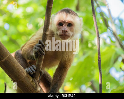 Wild scimmia cappuccino osservati nel Parco Tayrona, Colombia Foto Stock