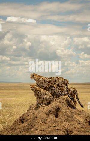 Cheetah africani (Acynonyx jubatus) nel Serengeti in Tanzania Foto Stock