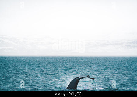 Vista ravvicinata della coda di Humpback Whale saltando in acqua fredda di oceano Atlantico in Islanda. Concetto di whale watching, gigante e potente Foto Stock