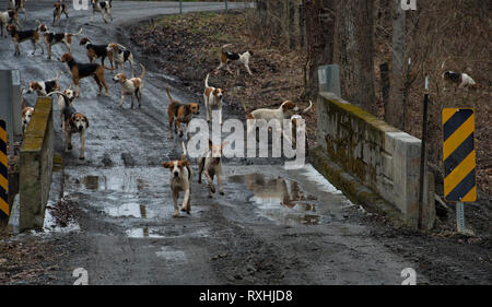 Stati Uniti - 03-09-2019: la più antica la caccia alla volpe club negli Stati Uniti è il Piemonte Hunt, la quale è disposta lungo il newline Mill Road vicino alla V Foto Stock