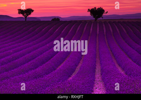 Estate in Provenza. Campi Lacender in Valensole. Foto Stock
