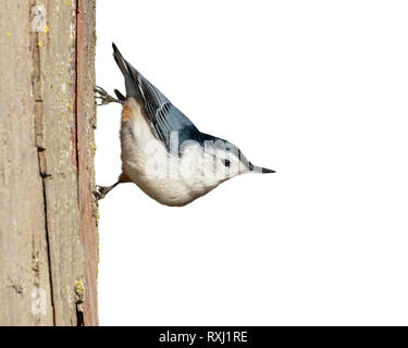 Bianco-breasted picchio muratore (Sitta carolinensis) su un tronco di albero, isolato su sfondo bianco, percorso di clipping attaccato. Foto Stock