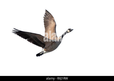 Canada goose (Branta canadensis) battenti, isolato su sfondo bianco, percorso di clipping attaccato. Foto Stock