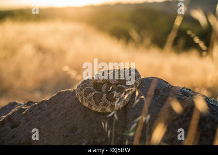 Pacifico settentrionale Rattlesnake avvolto sulla sommità di una roccia, fine su un pomeriggio estivo vicino ad un bosco di querce e collinare. Foto Stock