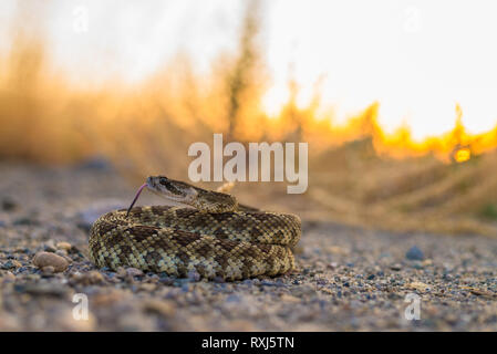 Un grande Pacifico settentrionale Rattlesnake curiosamente e pone in modo difensivo e solleva la testa per guardare il fotografo. Foto Stock