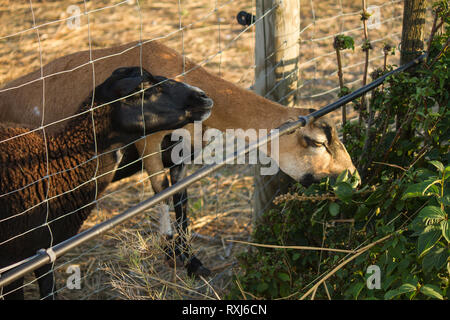 Capra di razza alpina e la pecora nera closeup. Mangiare capra bush dietro il recinto. Pascolo per gli animali, giorno d'estate. Campagna Austria Foto Stock