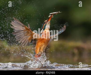 Kingfisher comune Foto Stock