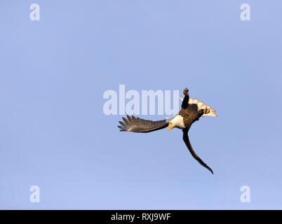 Aquila calva, Haliaeetus leucocephalus, immersioni subacquee per i pesci Foto Stock