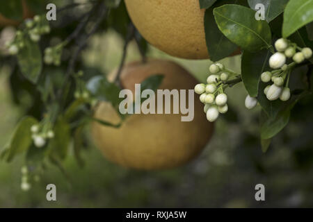 Albero di pompelmo con minuscoli boccioli di fiori Foto Stock