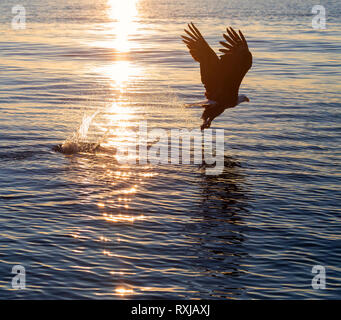 Aquila calva, Haliaeetus leucocephalus, al tramonto Foto Stock