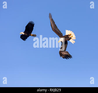 Aquila calva, Haliaeetus leucocephalus, immersioni subacquee per i pesci Foto Stock