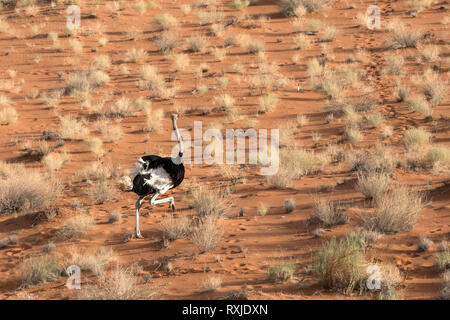 Ostrich dal di sopra del Naukluft National Park, Namibia. Foto Stock