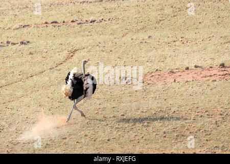 Ostrich dal di sopra del Naukluft National Park, Namibia. Foto Stock