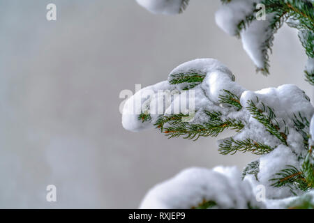 Coperta di neve abete in Alba Utah Foto Stock