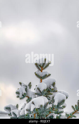 Coperta di neve tree contro il cielo nuvoloso in inverno Foto Stock