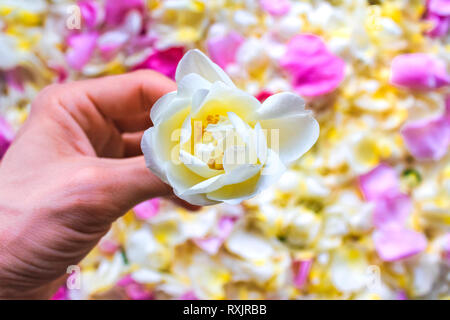 Mano bianca con fiori di gelsomino contro lo sfondo di petali Foto Stock