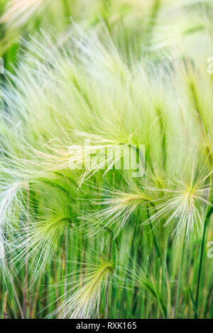 Coda di Volpe, di orzo (Hordeum jubatum), anche noto come erba di coda di volpe, Manitoba, Canada Foto Stock