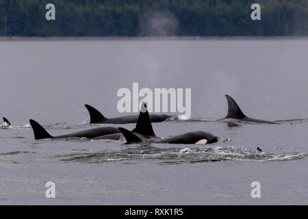 Orche residente nel nord (orche killer, orche di Orcinus) viaggiando attraverso Johnstone Strait vicino al litorale dell'isola di Vancouver in un tardo pomeriggio, territorio delle prime Nazioni, isola di Vancouver, British Columbia, Canada. Foto Stock