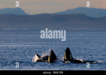 I bacini di balene dell'orca (orche, orche di Orcinus, CLAN A e G) che giocano nel tardo pomeriggio nello stretto della Regina Charlotte lungo le British Columbia Coastal Mountains, la Great Bear Rainforest, il territorio delle prime Nazioni, Vancouver Island, British Columbia, Canada. Foto Stock