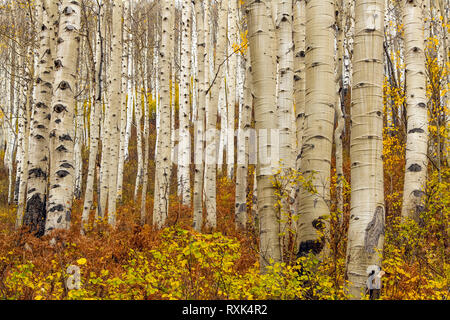 Ohio Pass, Crested Butte, Colorado, STATI UNITI D'AMERICA Foto Stock