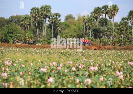 Lotus farmland in siem reap area in Cambogia Foto Stock