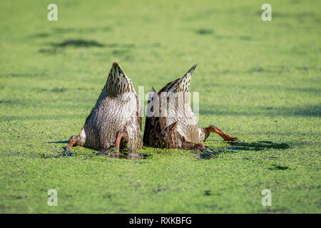 Coppia di dedicarmi anatre, ribaltamento e alimentando la lenticchia di palude, femmina germani reali, Rovere Amaca Marsh, Manitoba, Canada. Foto Stock