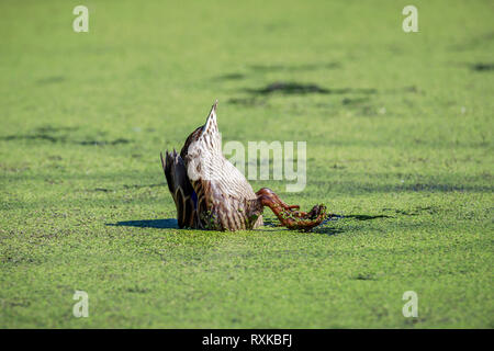 A dedicarmi duck, ribaltamento e alimentando la lenticchia di palude, femmina germano reale, Rovere Amaca Marsh, Manitoba, Canada. Foto Stock