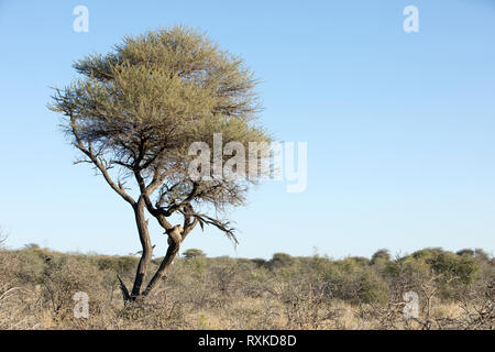 Leopard in un albero il rilevamento della zona intorno a esso. Foto Stock