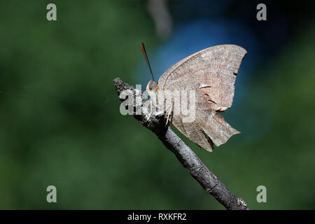 Goatweed Leafwing Foto Stock