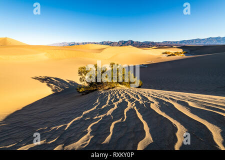 Mesquite Flat dune di sabbia a ora d'oro Foto Stock