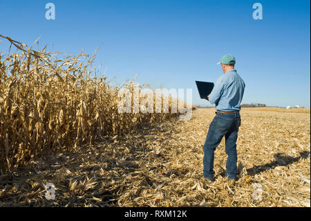 Un uomo con un computer esamina un raccolto di grano pronto/alimentazione campo di mais vicino a Niverville, Manitoba, Canada Foto Stock