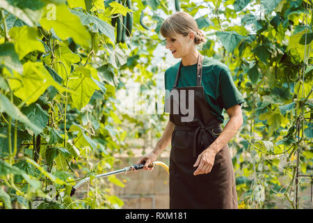 Giardiniere irrigazione donna ortaggi in serra Foto Stock